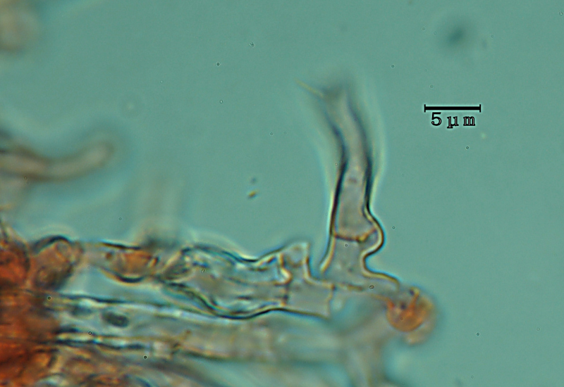 Crostina biancastra - foto7460 (Subulicystidium longisporum)